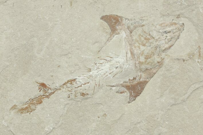 Fossil Crusher Fish (Coccodus) - Hjoula, Lebanon #70328